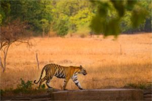 Bandhavgarh National Park