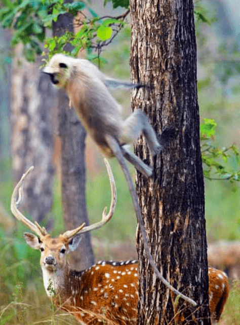 Bhandhavgarh National Park