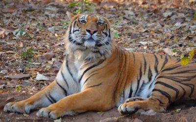Malladi Chandrasekhar’s Signature Wildlife Tour