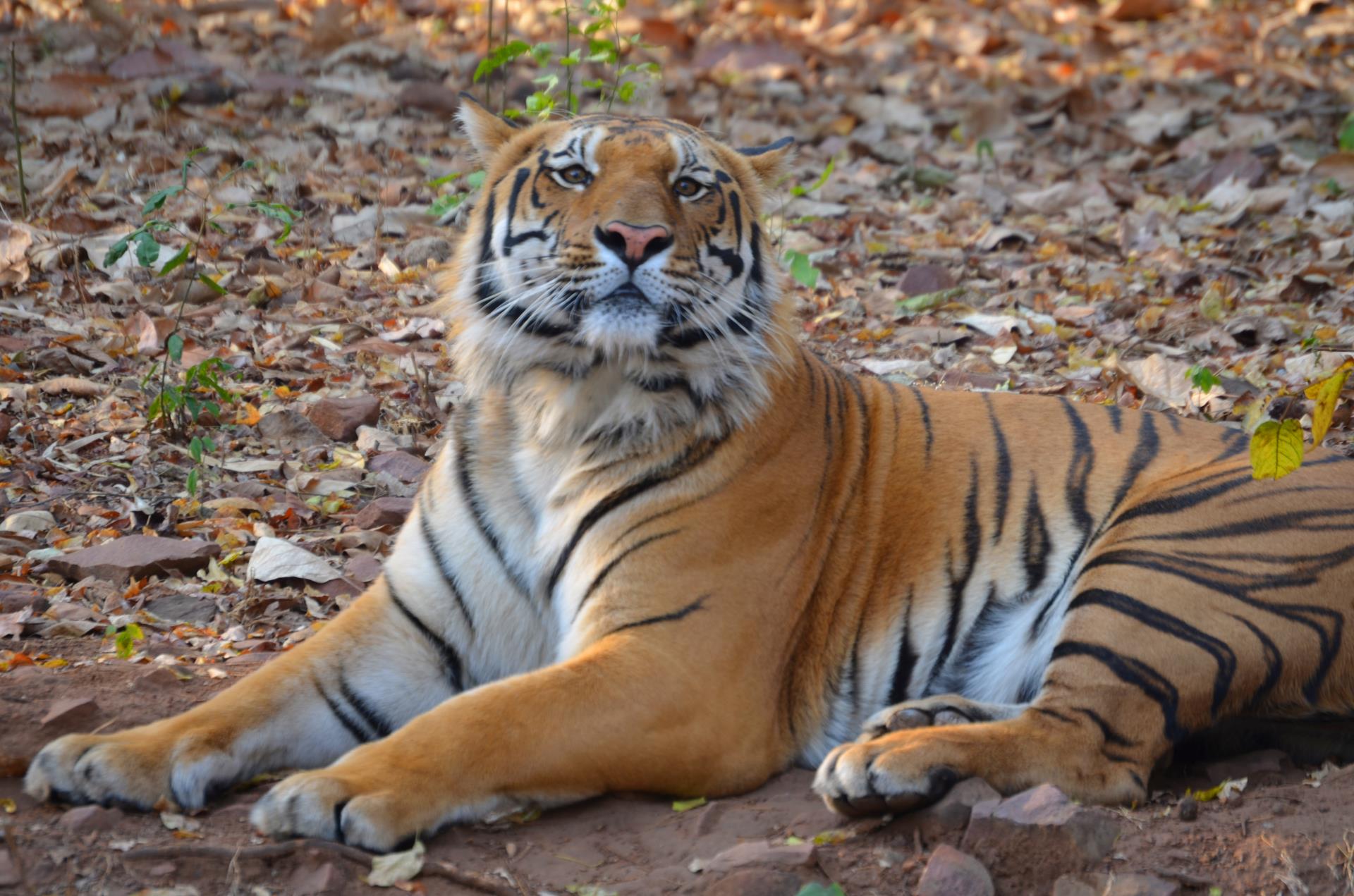 Saffari Tiger