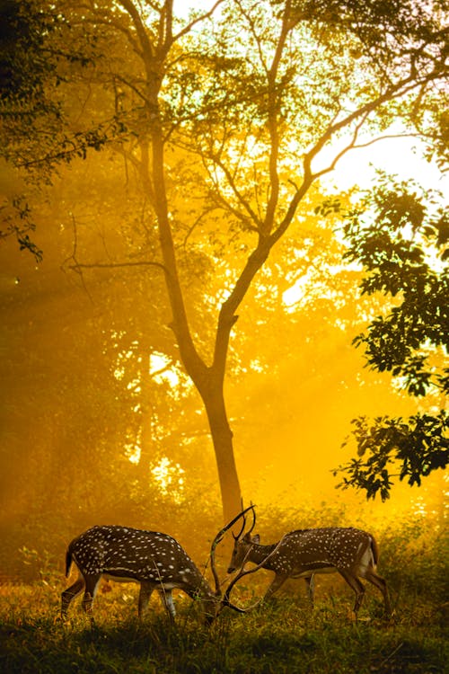 Bandhavgarh National Park