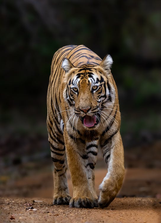 Bandhavgarh National Park