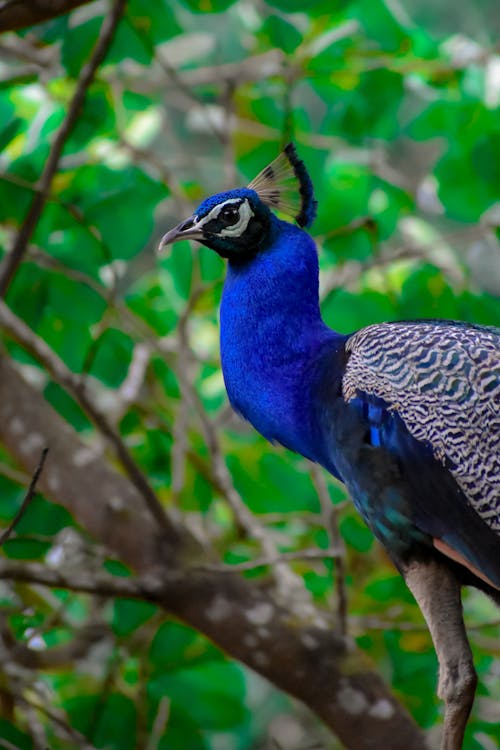 Bandhavgarh National Park