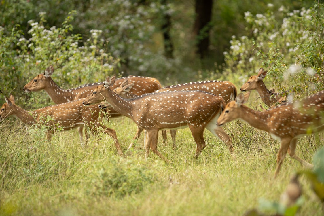 Bandhavgarh National Park