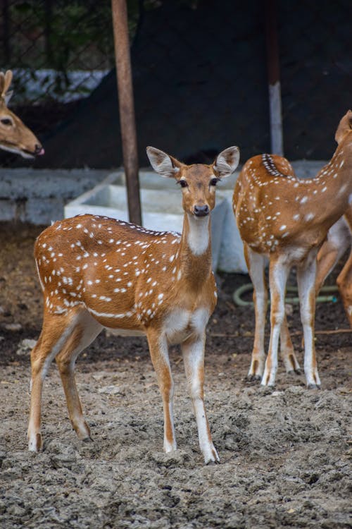 Bandhavgarh National Park