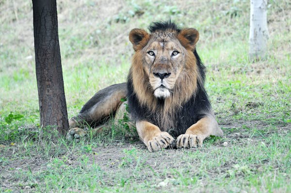 Bandhavgarh National Park