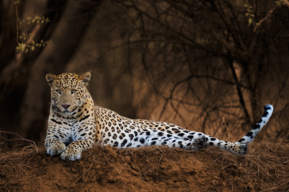 Bandhavgarh National Park