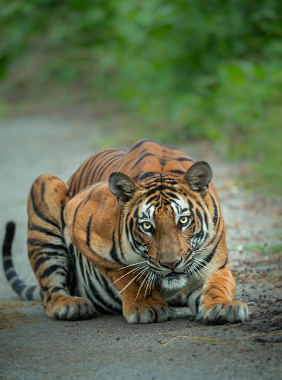 Bandhavgarh National Park