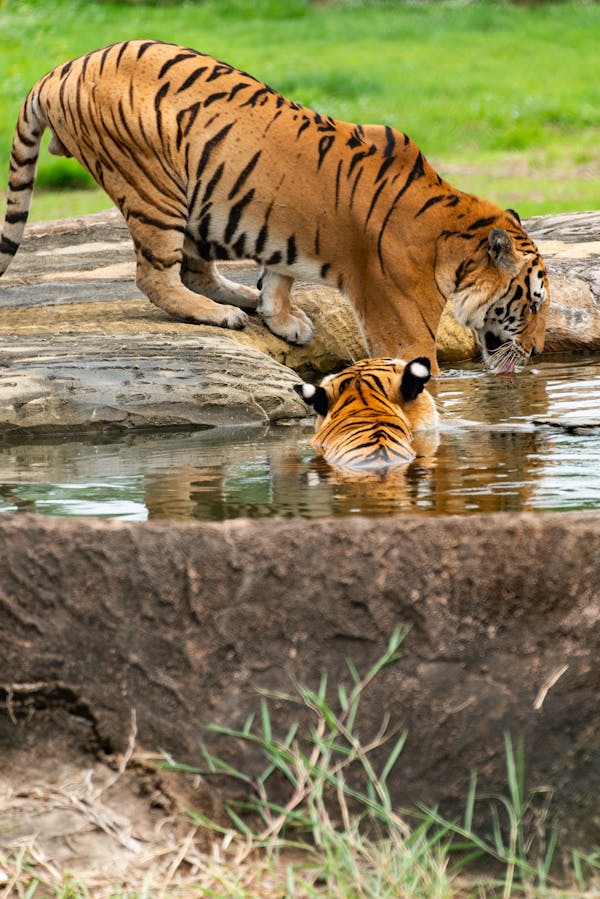 Bandhavgarh National Park