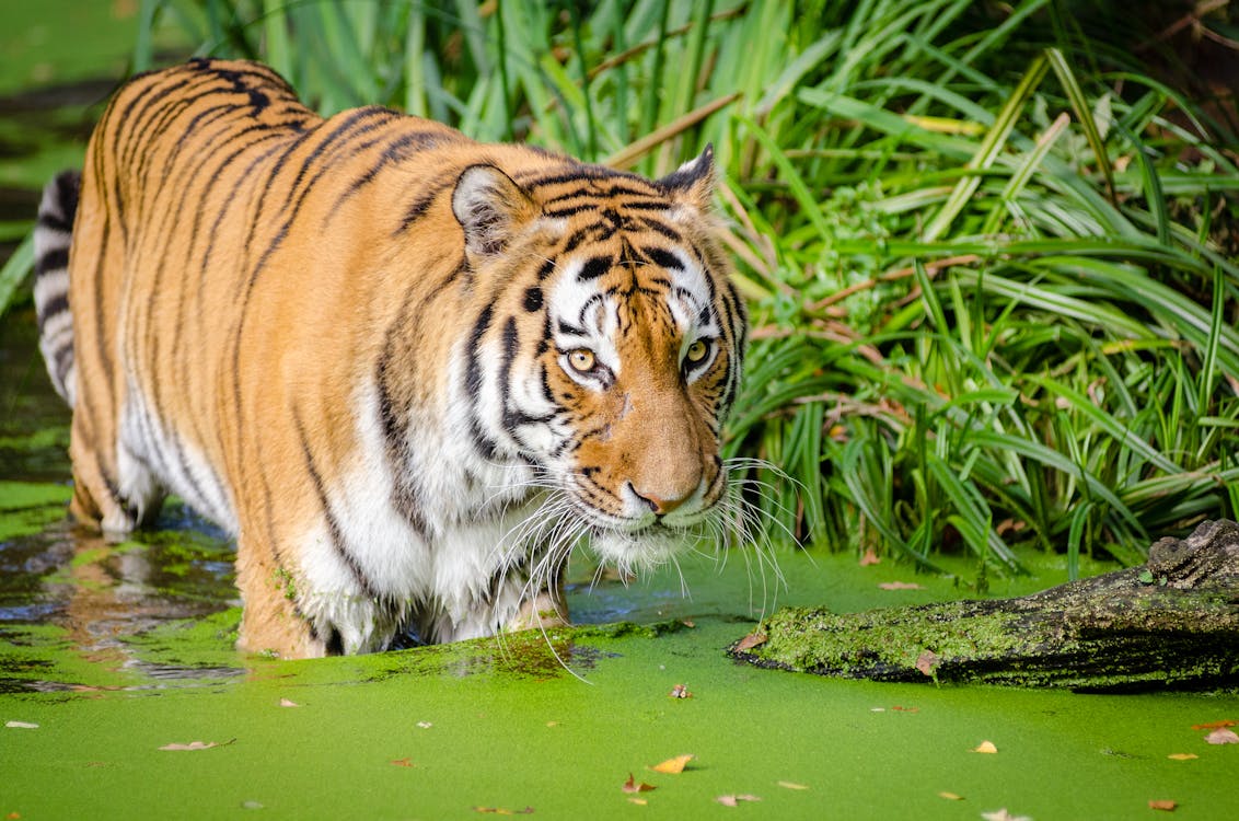 Bandhavgarh National Park